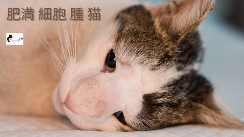 肥満 細胞 腫 猫