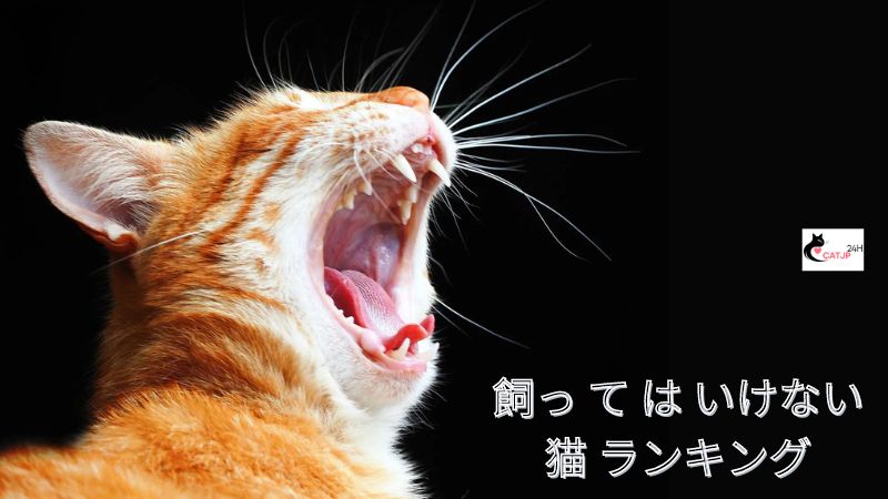 飼っ て は いけない 猫 ランキング