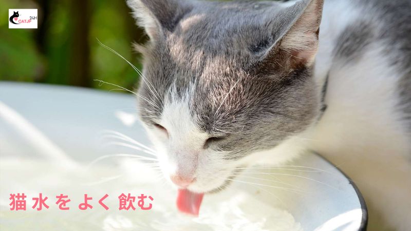 猫 水 を よく 飲む理由とその健康管理について