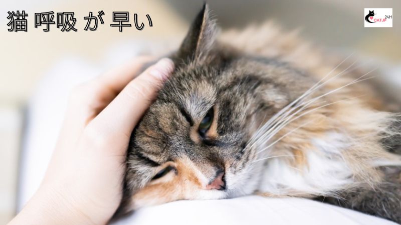 猫 呼吸 が 早い原因と対処法