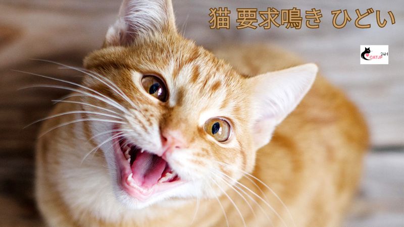 猫 要求鳴き ひどい