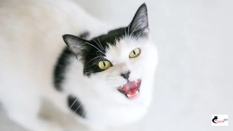 猫の要求鳴きがひどい場合の概要