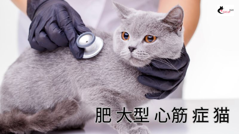 肥 大型 心筋 症 猫