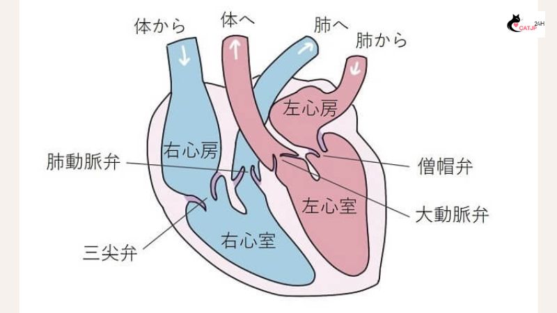 肥 大型 心筋 症 猫（HCM）