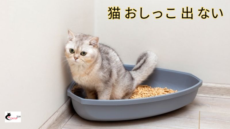 猫 おしっこ 出 ない