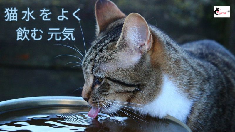 猫 水 を よく 飲む 元気