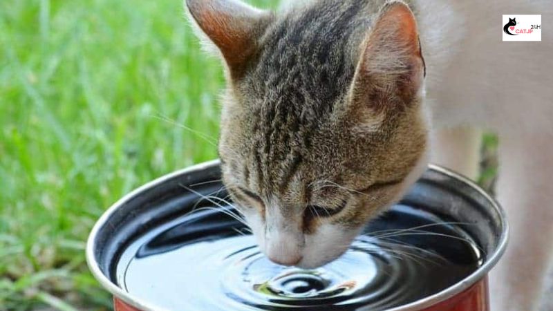 猫 水 を よく 飲む 元気な場合の概要