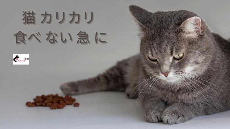 猫 カリカリ 食べ ない 急 に