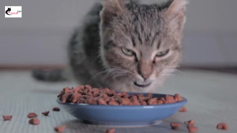 猫 カリカリ 食べ ない 急 にの理由