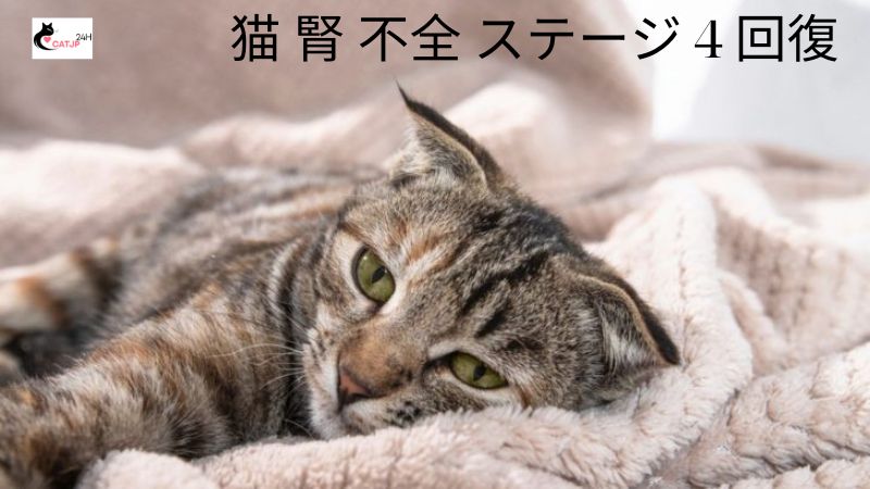 猫 腎 不全 ステージ 4 回復