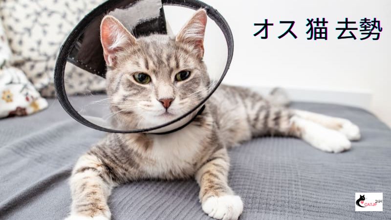 オス 猫 去勢：その必要性とメリット