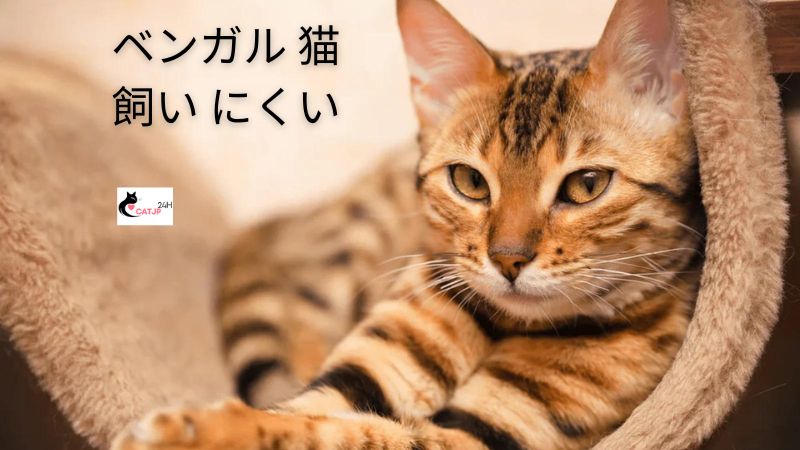 ベンガル 猫 飼い にくい