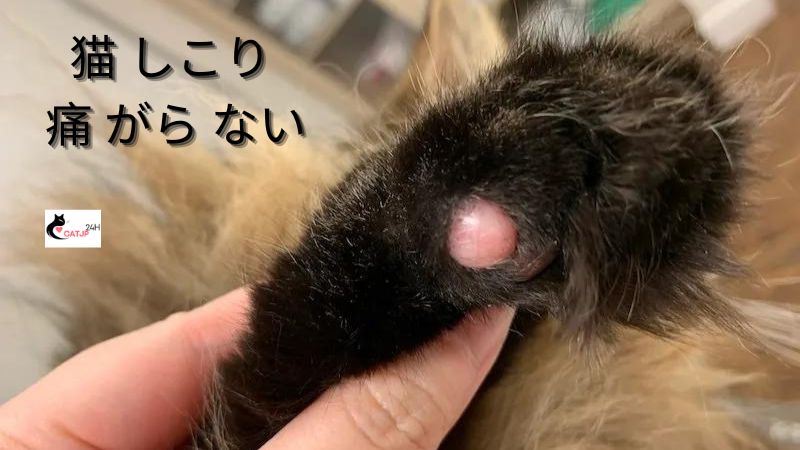 猫 しこり 痛 がら ない