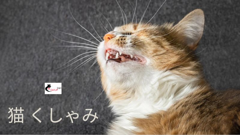 猫 くしゃみ：原因と対処法