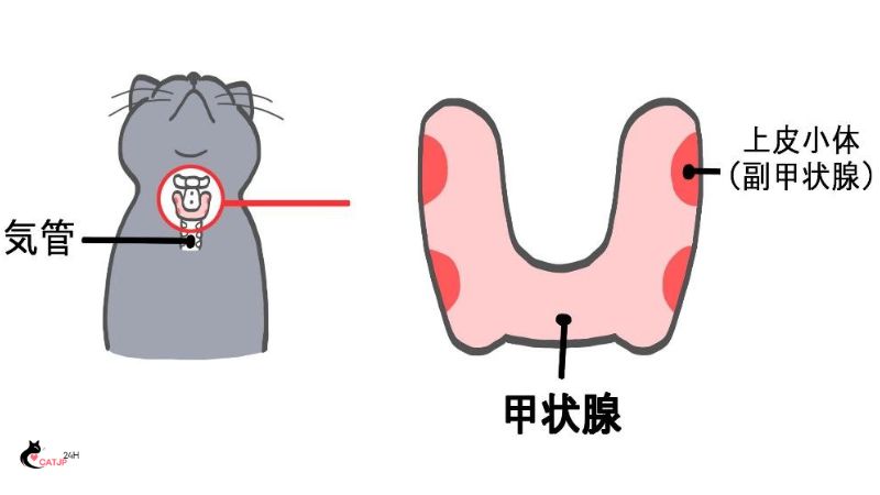 猫 甲状腺 機能 亢進 症の概要